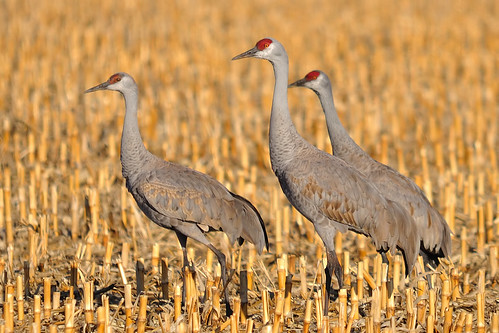 nature birds nikon nebraska crane wildlife ngc sigma migration sandhill d90 150500mm