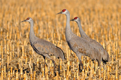 Sandhill crane migration 2012