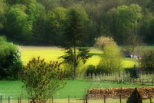 tree nature field yellow landscape rape april 2012 renateeichert resilu