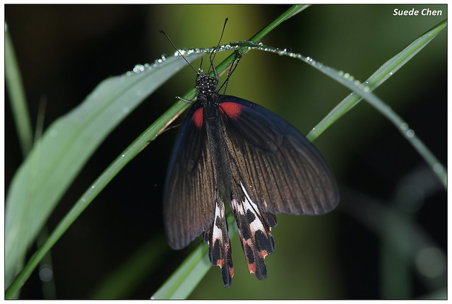 台灣鳳蝶(雌) Papilio thaiwanus (Rothschild, 1898)