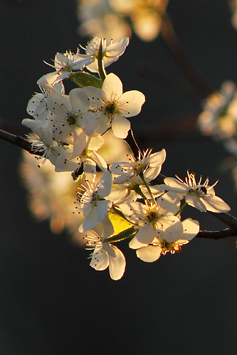 flowers sunset spring bradford blossoms pear