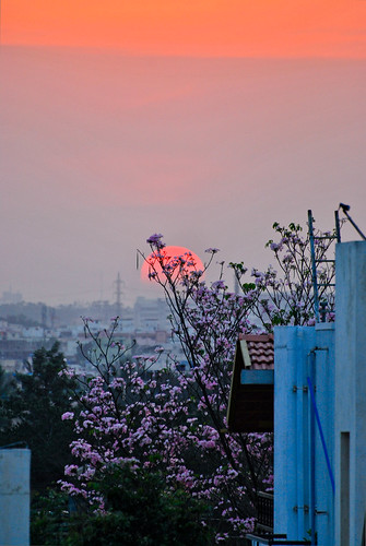 flowers houses sunset tree clouds nikon d60 ranjini frommybalcony