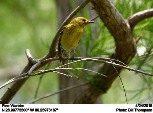 male birds fl pinewarbler setophagapinus