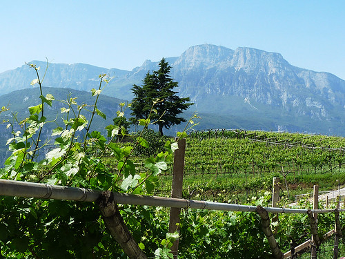 Trentino: vinařství Moser a Giro d´Italia