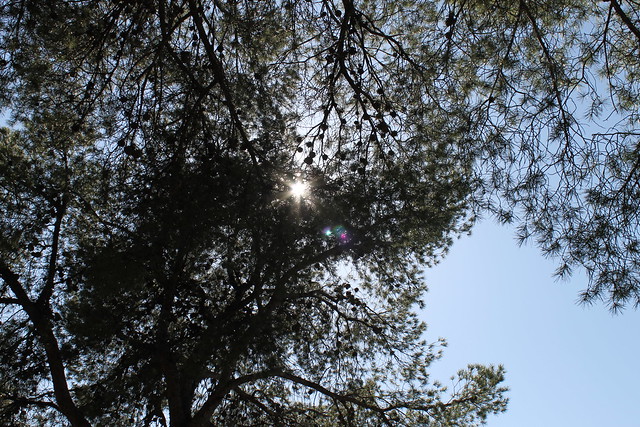 reflejo sol en pino
