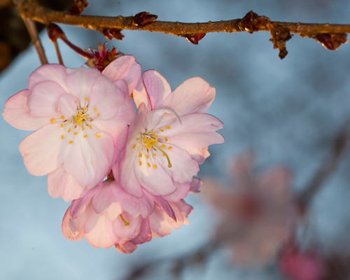 flower tree sunrise spring cherryblossom ghholtphotography