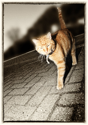 Tobermory Cat
