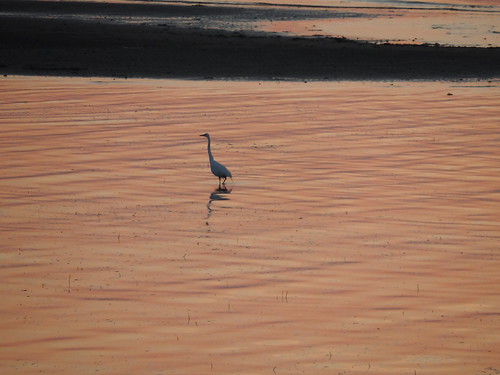 sunset sea bird wather