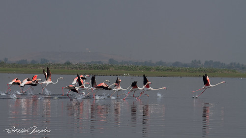 trees india water birds canon flamingoes highway flamingo sigma apo 7d maharashtra greater pune dg bhigwan 70300 solapur soumitra inamdar soumitra911