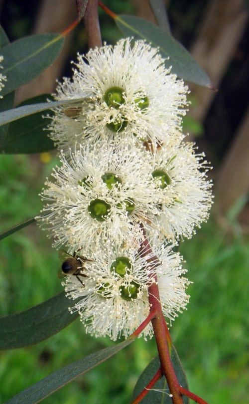 Eucalyptus diversifolia 6940263929_e2424d2d8a_o