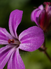 Purple Weed - Photo of La Dorée