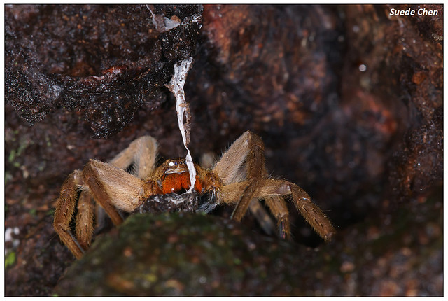 屏東高腳蛛 Heteropoda pingtungensis (Zhu & Tso, 2006)