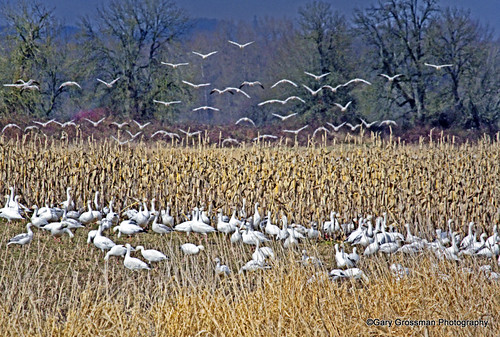 west art oregon geese northwest goose pacificnorthwest migration migrating flyway sauvie snowgeese snowgoose wildlifeart bluegoose migrate pacificflyway westernart bluegeese