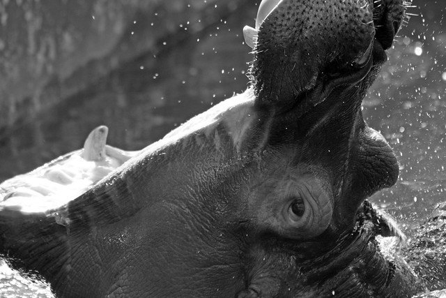 Hipopótamo en blanco y negro