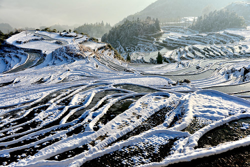 china morning winter white snow plant cold reflection tree heritage water weather rural sunrise golden countryside village snowy farm country mel layers melinda agriculture zhejiang 浙江 梯田 chanmelmel melindachan 雲和梯田 雲和