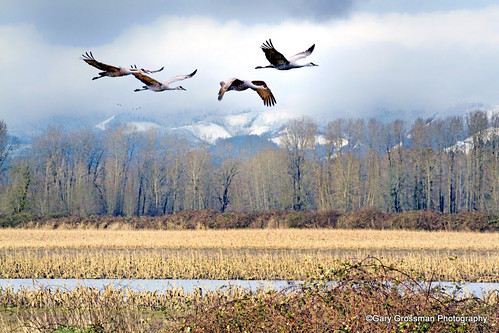 winter birds oregon forest portland landscape northwest wildlife flight wetlands sauvie