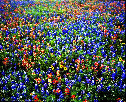 blue red flower green 120 mamiya film yellow mediumformat geotagged texas bluebonnet 6x7 wildflower filmscan indianpaintbrush coreopsis texaswildflowers mamiya7ii austincounty colorsinourworld geo:lat=29991489 geo:lon=96494587