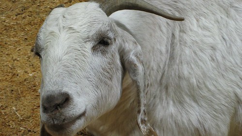 sarcastic goat face