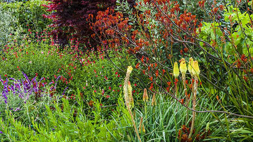 california flowers garden santamaria kennethvolkvineyards