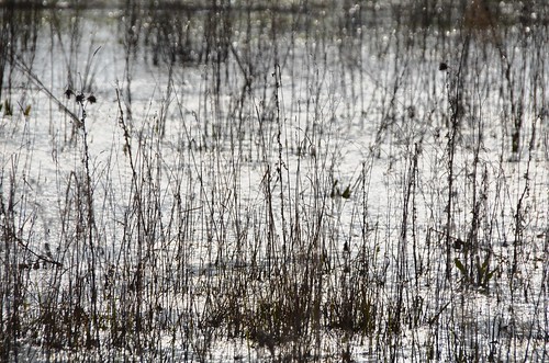 swamp marsh inondation sambre marécage moignelée