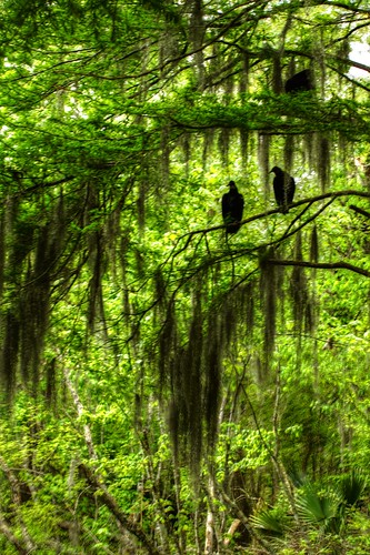 new orleans louisiana tour south swamp vulture houma munsons