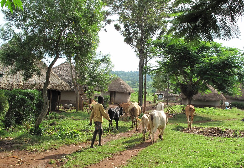 Typical mixed crop-livestock farming of western Kenya