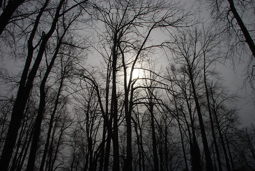 trees sun nature landscape washington nikon northwest cloudy overcast auburn d80 18135mmdx