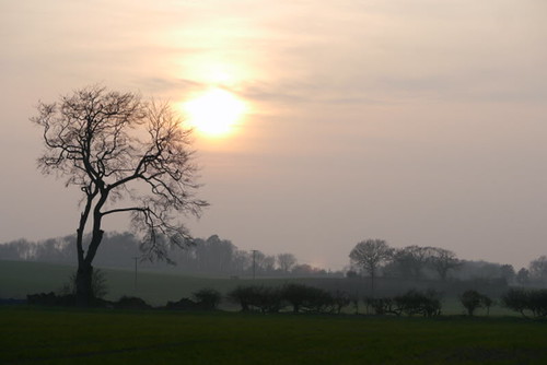 sunset tree silhouette landscape northants march2012 boughtongreen