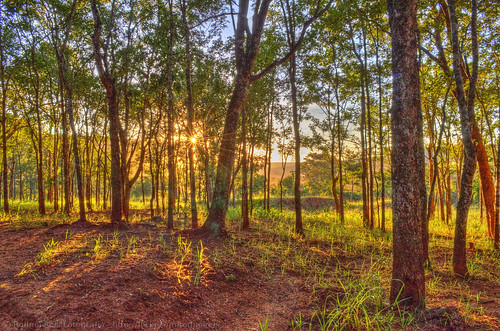 trees sunset pordosol sunlight grass countryside gimp grama bosque terra hdr árvores luzdosol luminancehdr photomatixpro5