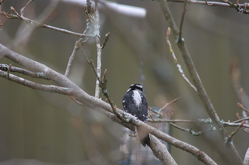 March Backyard Birdlife