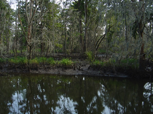 green mill creek nc north burnt swamp carolina cypress wilmington greenmillswamp