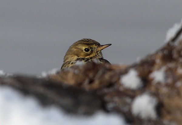 Photograph titled 'Meadow Pipit'
