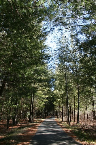 trees usa vanishingpoint nc woods perspective northcarolina foliage trunks boone pathway 2012 views50 greenwaytrail