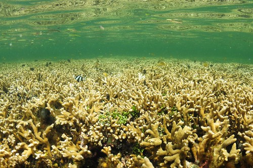 東沙礁台水深淺於兩米，珊瑚區覆蓋率相當良好。（圖片來源：海洋國家公園）