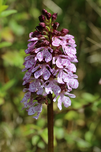 Lady Orchid, Orchis purpurea