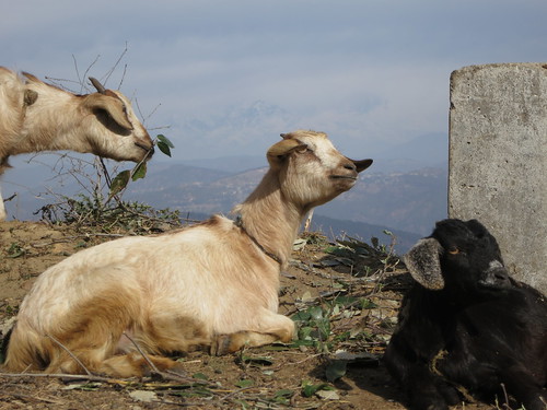 Goats before the Himalayan mountain range