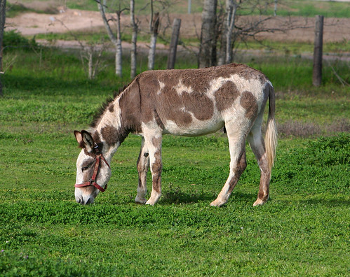 trees grass texas farm country donkey np hockley harriscounty wyojones