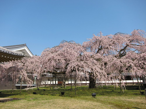 Cherry blossoms at Gaigo temple in Kyoto, Japan: 醍醐の桜、京都