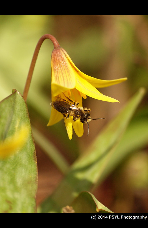 Trout-lily (Erythronium americanum) visited by Andrena bee