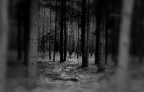 trees test tree forest dark geotagged nikon gloomy sw ausflug wald bäume baum dunkel stimmung märchen märchenwald düster ristedt d7000 ichsehdenwaldvorlauterbäumennicht