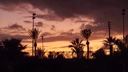 evening cyprus palmtree larnaca