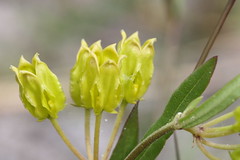 Savannah Milkweed (Asclepias pedicellata)