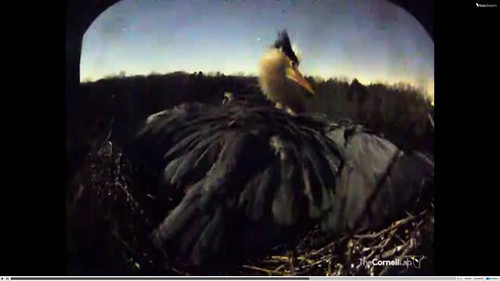 Great Blue Heron after owl attack