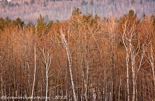 morning trees red orange sun white snow glow birch farmington