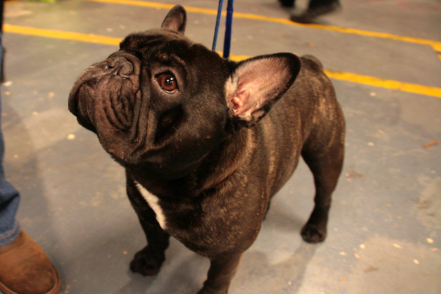 French Bulldog | Flickr - Photo Sharing!