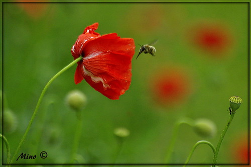 us all poppies fiori piante rosso mino giardino papaveri amapola xpress