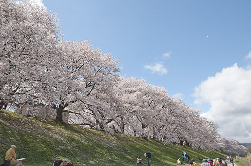 【写真】2014 桜 : 背割堤/2020-12-09/IMGP5796