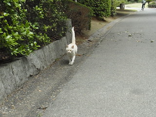 白猫さんが歩いてきた