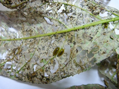 Cleopus japonicus, beetle larvae