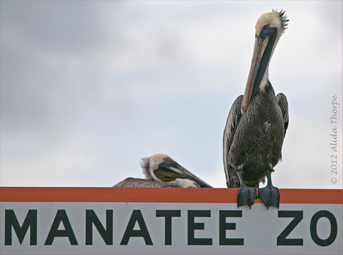 Manatee Zone